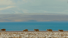 1525760340809444.gif 微信图片_20180508141710.gif