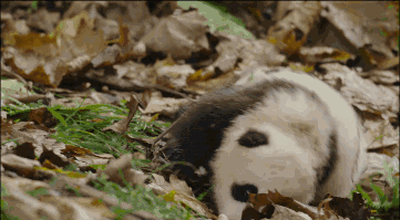 1525760349144056.gif 微信图片_20180508141713.gif